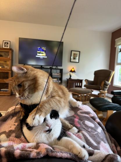 Two cats on a blanket, playing. 