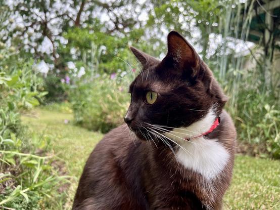 Brown tuxedo cat looking off camera sitting amongst greenery in a SoCal backyard