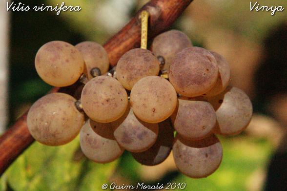 Vitis vinifera. La vinya és un arbust enfiladís de la família de les Vitàcies. Les seves tiges poden allargar-se més de 30 m. i s’enfilen mitjançant circells a arbres i cingleres. Gairebé tota la que trobarem és conreada, i la trobarem a tot casa nostra, quan s’escapa cerca llocs una mica obacs, amb una mica d’humitat, però que no s’entollin. A casa nostra la podem trobar per sota els 1300 msnm., però millor si està per sota els 1000. És un dels conreus més antics que és coneixen -és creu que ja fa gairebé 8000 anys que s’aprofita-, i amb tant de temps s’han creat milers de varietats. De la vinya surt el raïm, el fruit, que es pot menjar fresc, es ben dolç; del raïm en podem treure el suc, el most- que també es pot beure tal qual; el most no es conserva gaire ja que comença a fermentar en el moment que s’aixafa el raïm, convertint-se en vi, que ha canviat els sucres per esperit de vi, que n’és el producte més conegut. El vi és pot espatllar i donar vinagre o se l’hi pot afegir sucre per provocar una segona fermentació i convertir-lo en cava; al most se l’hi pot afegir esperit de vi, que atura la fermentació i se n’obté la mistela; si el vi es destil·la n’obtenim esperit de vi, base d’aiguardents i licors així com de productes farmacèutics. Com a subproducte de l’elaboració del vi hi han els tanins que poden servir per adobar pells. De les llavors es treu un oli comestible bo per a dietes baixes en calories i que també es fa servir a la indústria cosmètica; 