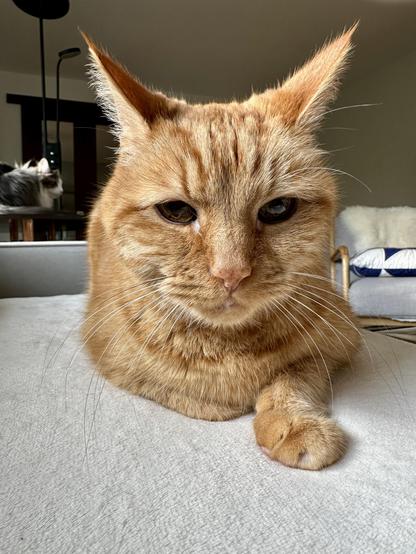 Loki, an orange tabby cat, looking directly at the camera as he lounges on a cream blanket on a grey sofa, with his left front paw slightly extended and his right front paw tucked under his chest. Thor, a fluffy grey and white half-Ragdoll cat 🐈 s in the background on the dark wood side table. 