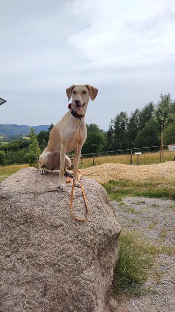 Ylvi, ein blonder Hund, sitzt auf einem großen Stein/Fels, im Hintergrund eine Weide und dahinter Wald und ein bisschen Odenwald-Hügel.