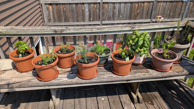 A deck showing a smattering of herbs in 10" circular pots. From left to right: Genovese basil, Italian oregano, rosemary, dill, chives, stevia, sweet basil, flat Italian parsley, and an older rosemary bush that's trying to hold on from being inside over the winter.