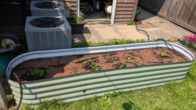A long, oval, green raised garden bed with sugar snap peas (left), spinach (6 in the middle), and cucumber (right)