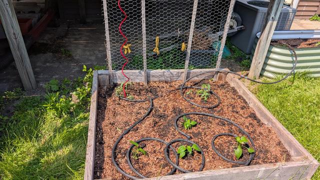 A square raised garden bed with two roma tomato plants in back, and four bell pepper plants in front.