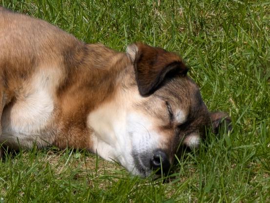 Schlafender Hund im Gras. Sieht nach schönen Träumen aus.