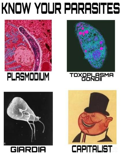 KNOW YOUR PARASITES

PLASMODIUM

TOXOPLASMA GONDII

GIARDIA

CAPITALIST