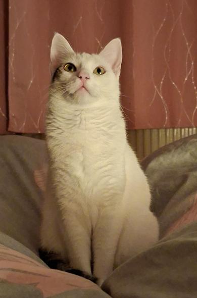 White cat sitting on a bed looking up