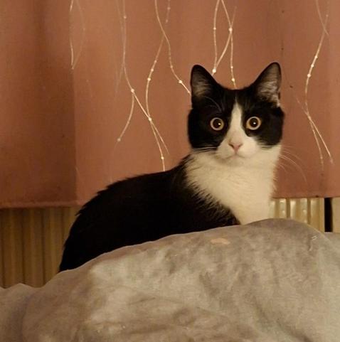 Black and white cat sitting on a bed looking to the camera