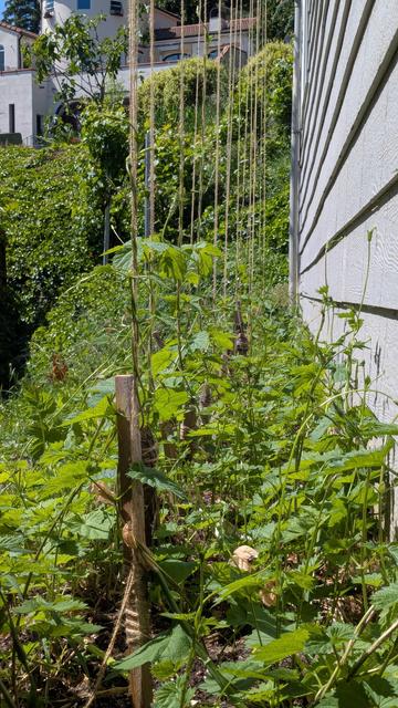 A load of green. Hop shoots going gang busters on the side of my house