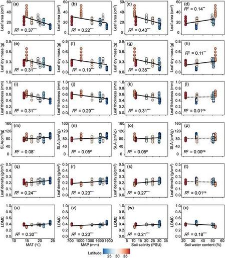 Relationships between leaf functional traits and environmental variables (MAT, MAP, soil salinity and soil water content are significant in the RDA) for Spartina alterniflora in the geographical survey.