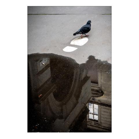 Beautiful downtown houses are reflected in the water of a puddle. A little further up the road, a large white shoe sole is painted on the asphalt, and a pigeon is walking across it.