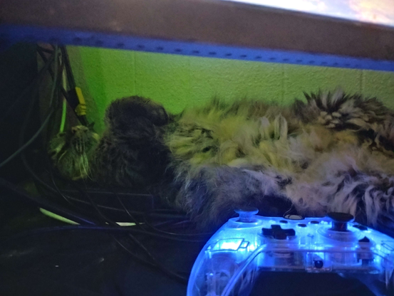 Image of Goobie [cat] laying on her back behind a blue led xbox-like controller.