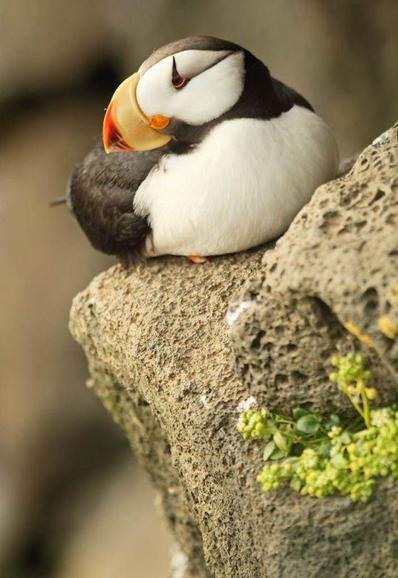An Atlantic Puffin on a rock with a bit of lichen.