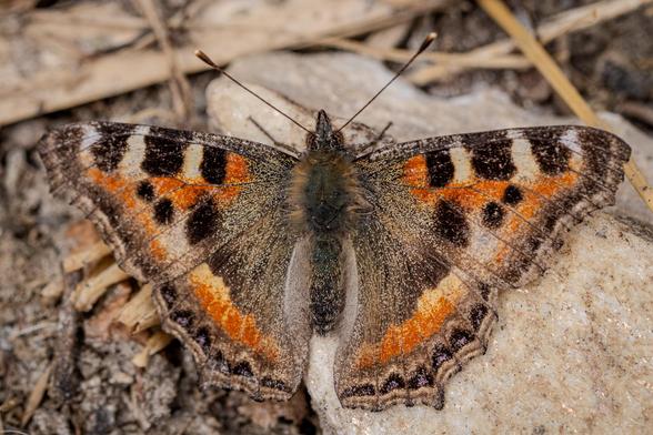 Schmetterling