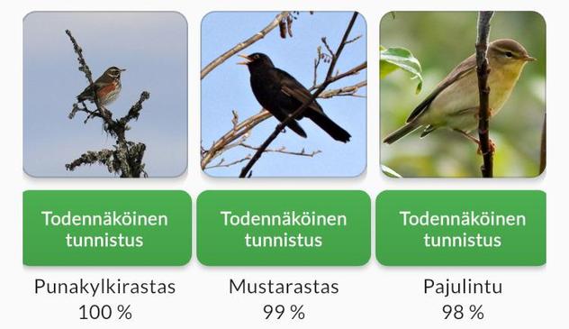 Ruutukaappaus Muuttolintujen kevät -sovelluksesta.

Todennäköinen
tunnistus
Punakylkirastas
100 %

Todennäköinen
tunnistus
Mustarastas
99 %

Todennäköinen
tunnistus
Pajulintu
98%
