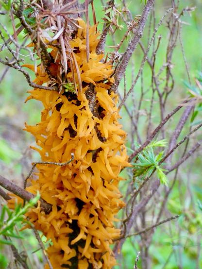 Orange trumpet  like fungji clinging to a tree like miniature gymnasts