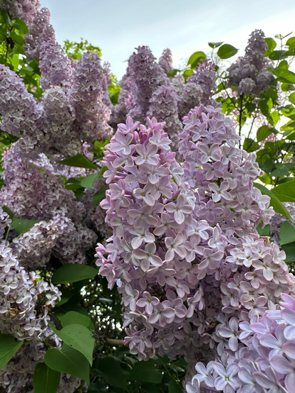  close up of fully open pale lilac flowers with vibrant green leaves surrounding them.
