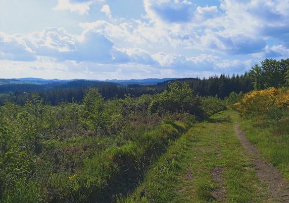 View from a hilltop of scrubland, looking over hills rolling for miles into the blue distance. The sky is overexposed powder blue and fluffy clouds, harsh with sunlight. A grassy track meanders off between yellow flowering gorse and small birch trees.