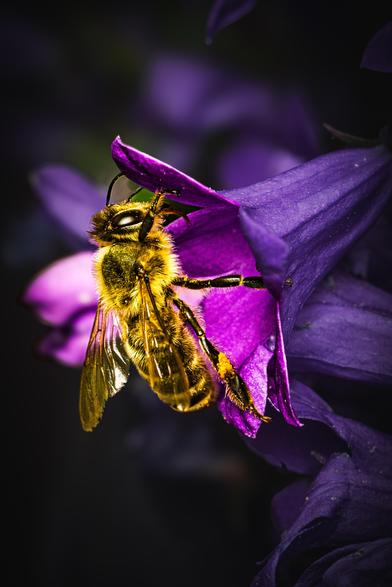 Honigbiene an einer Glockenblume