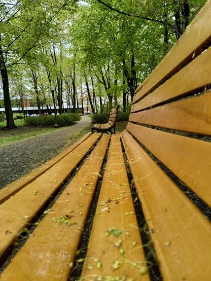 Banca de madera en un parque junto a un camino peatonal arbolado. Tanto la banca como el camino están llenos de hojitas de arce que apenas empezaban a crecer, frescas después de la lluvia.