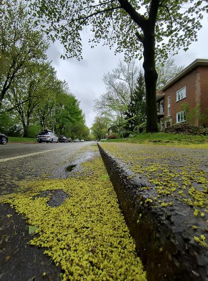 Parte de la banqueta y parte de una ciclovía llenas de hojitas de arce, que apenas empezaban a crecer, frescas, justo después de la lluvia.