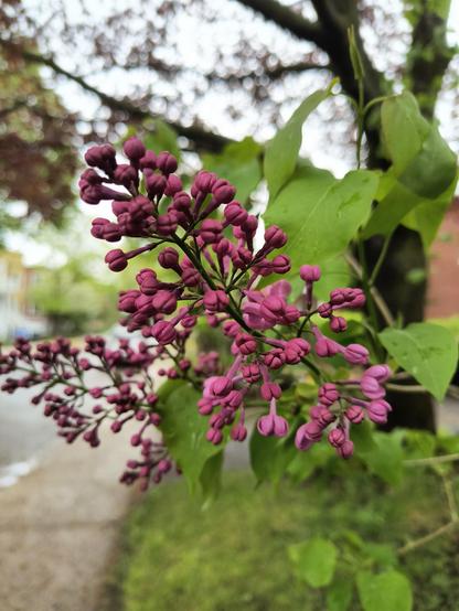 Acercamiento a una ramita de lilas después de la lluvia.