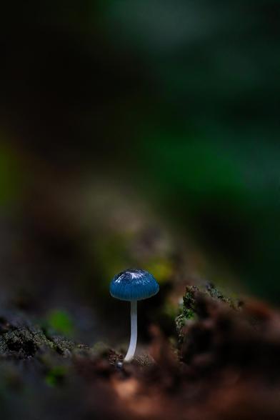 The pixie parasol, scientifically known as Mycena interrupta, is a small, enchanting mushroom native to Australia, New Zealand, and parts of Asia. It is easily recognized by its striking, bright blue cap, which appears almost otherworldly against the forest floor. Typically growing on decaying wood in damp, shaded environments, the pixie parasol thrives in cool, moist climates. Despite its delicate, whimsical appearance, this mushroom plays a vital role in the ecosystem by helping decompose organic matter. While its vivid color makes it a favorite among nature photographers and fungi enthusiasts, it is not considered edible. The pixie parasol embodies the hidden magic of forest ecosystems, captivating those lucky enough to spot it in the wild.