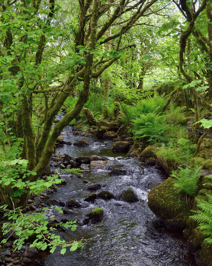 Mossy hazels fringe a stream.