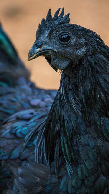 Close up of a chicken 