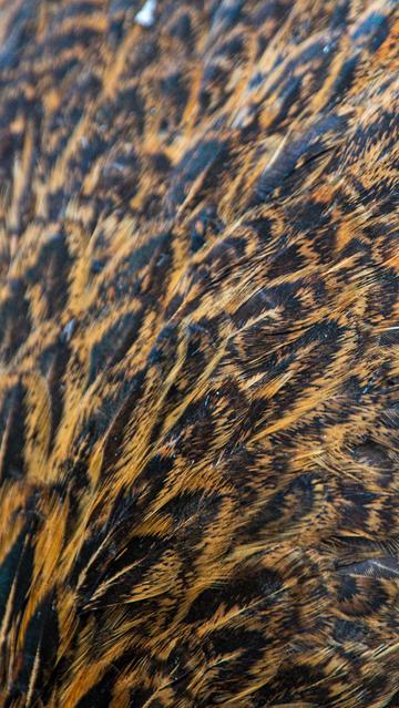 Close up of patterns made by chicken's feathers.