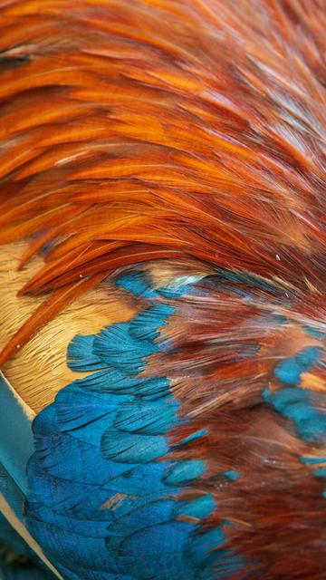 Close up of patterns made by rooster's feathers.
