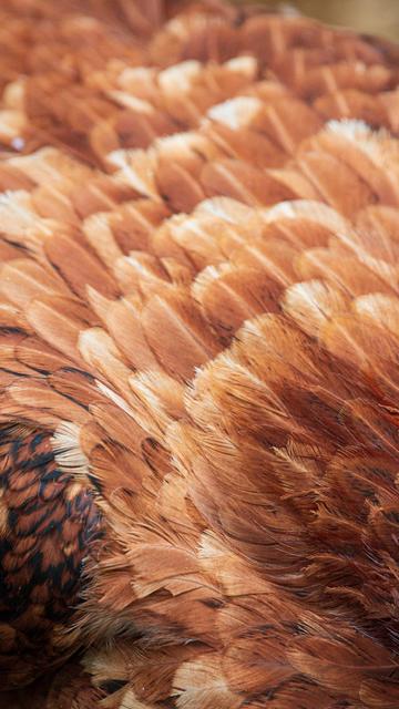 Close up of patterns made by chicken's feathers.