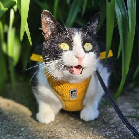 Tuxedo cat wearing yellow harness sitting under lilies and talking to the birds.