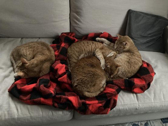 Four Noobs (ginger Tabby’s) rest comfortably on their couch with their favorite red plaid winter blankey. 
Scooby & Sibby at center with Squak just off to the left and Pip snuggled with Scooby & Sibby on the right.
