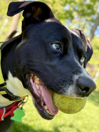 Close up of Bubbles the dog, her face in shade with a tennis ball in her mouth - smiling as she pauses between sprints at the dog park.