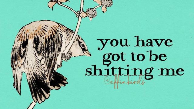 A painting of a bird beside the text "you have got to be shitting me"
