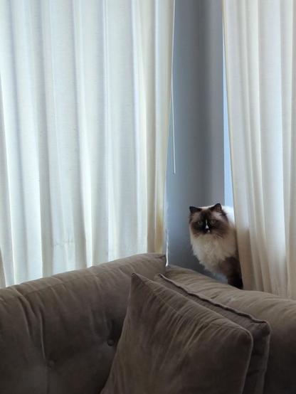 My extremely fluffy cat Biscuit, poking his head out from the curtains behind the couch. Dinner time?