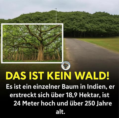 
Es ist ein einzelner Baum in Indien, er erstreckt sich über 18,9 Hektar, ist 24 Meter hoch und über 250 Jahre alt.

Geschichtepate Fb

Dies ist ein einzelner Baum, bekannt als der Große Banyanbaum. Mit einem Kronendurchmesser von 145 Metern zählt er zu den breitesten Bäumen der Welt.

Die Baumkrone bedeckt eine Fläche von über 1,65 Hektar und besteht aus über 3.000 Stämmen.

Obwohl sein genaues Alter unbekannt ist, reichen die Belege über 250 Jahre zurück.

In den 1900er Jahren wurde der Baum von zwei Wirbelstürmen heimgesucht, die einen Pilzbefall verursachten. 1925 musste der einst über 15 Meter breite Hauptstamm entfernt werden. Doch wie das Schild am Baum verrät: „Interessanterweise lebt der Baum heute auch ohne seinen Hauptstamm in voller Blüte.“ Weniger anzeigen
