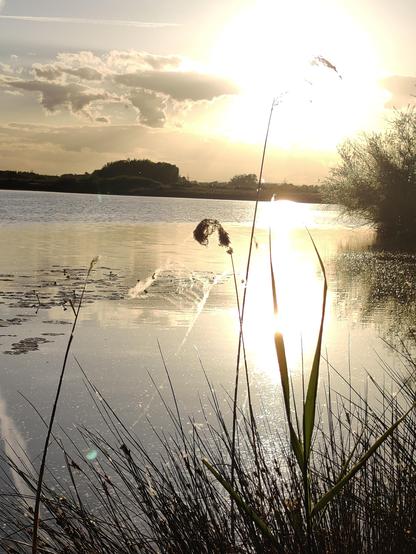 ein See. Sonnenuntergang. Schilfgras und eine Spinnwebe im Vordergrund. auf dem See Seerosen. Im Hintergrund Büsche. Gegen das Licht fotografiert.