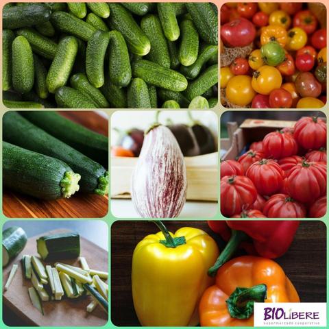 Un collage muestra una variedad de productos frescos. Hay pepinos verdes, calabacines verdes, berenjenas rayadas de color púrpura y blanco, tomates rojos y amarillos de diferentes tamaños, y pimientos amarillos y anaranjados. Todos los productos parecen frescos y listos para comer.