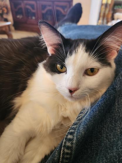 coco the black and white kitten sitting on my lap
