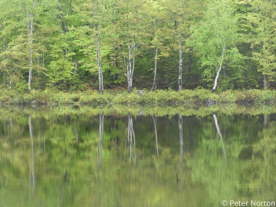 Trees at the edge of Basin Pond are reflected in its glassy surface.