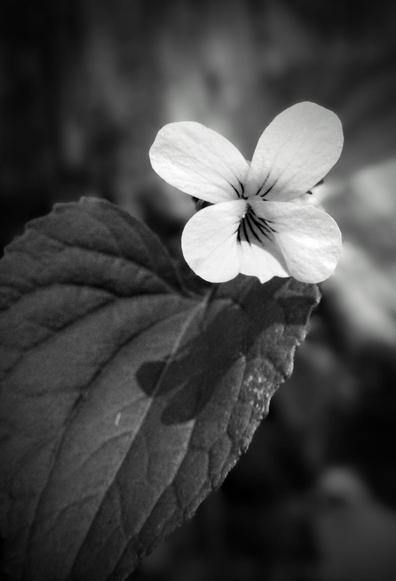 A macro shot of a small violet bloom and leaf found in the forest. This is a black and white image.