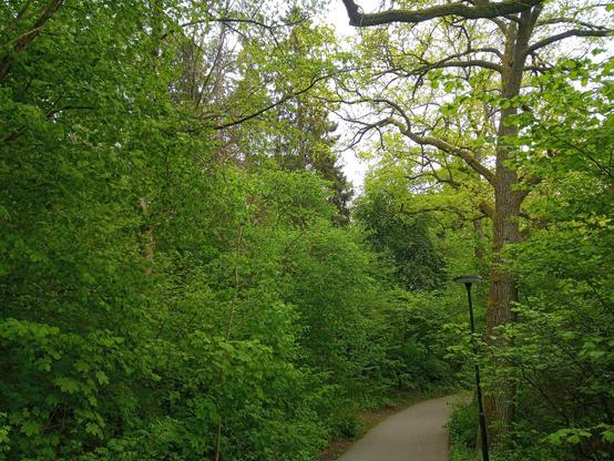 Trees in various sizes and in various shades of green; in the right third of the photo an old oak tree is dominating. In the lower right of picture a piece of a walkway and a lamppost. In upper part of picture glimpses of a grey and cloudy sky visible through the branches. 