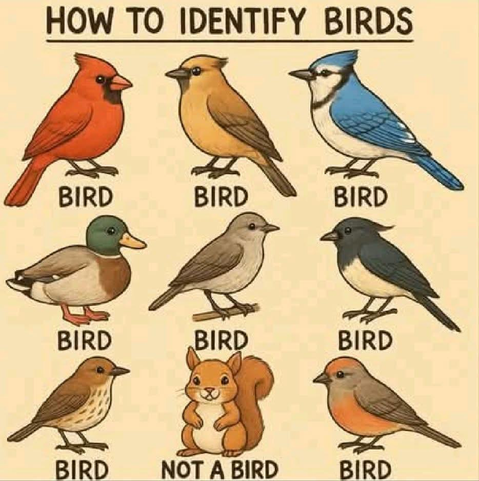 a humorous guide titled "How to Identify Birds." It features illustrations of seven different creatures, six of which are birds and one that is not. The birds are depicted in various colors and sizes, while the non-bird is a squirrel, labeled "Not a Bird" to highlight the joke.
