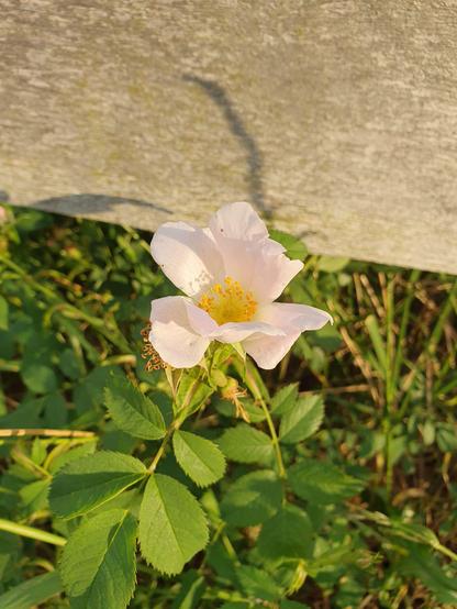 Eine leicht rosafarbene Blüte einer Hundsrose im Licht der untergehenden Sonne. Darunter ihre sattgrünen Blätter und im Hintergrund das vergraute Holz eines Zauns.