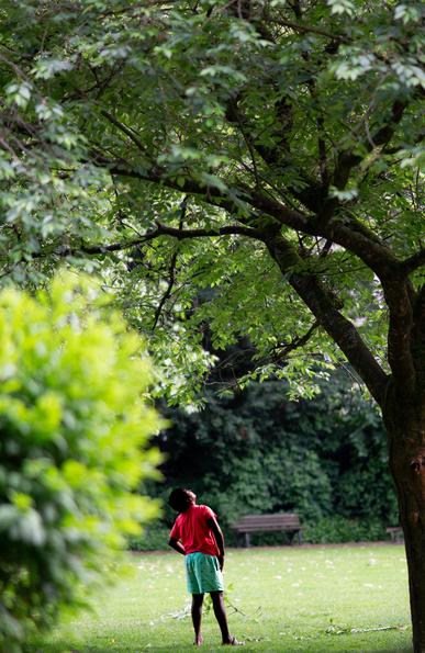 Ein Kind in einem roten Hemd und grünen Shorts steht auf einer grasbewachsenen Fläche und schaut auf die Äste eines Baumes. Üppig grünes Laub umgibt die Szene, mit einer Bank im Hintergrund sichtbar.

A child in a red shirt and green shorts stands in a grassy area, looking up at the branches of a tree. Lush green foliage surrounds the scene, with a bench visible in the background.