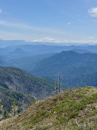 A view of Mount Hood and the Cascades from Observation Peak. The distant volcano is covered in white snow. Miles and miles of green forest in between. A couple dead trees come out of a grassy rock outcropping in the foreground. Photo taken in the Trapper Creek Wilderness in Washington State, U.S.