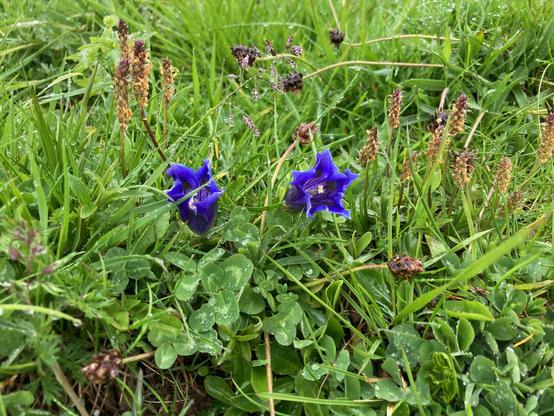Enzianblüte in Almwiese.