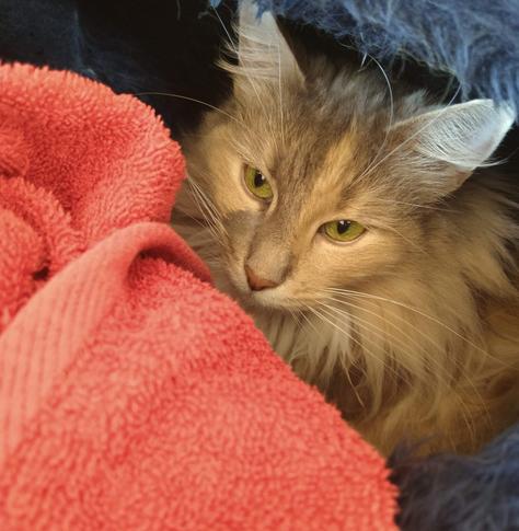 Ornella 🌈 in her tunnel presenting a towel